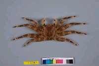 藏品(基氏盾牌蟹)的圖片